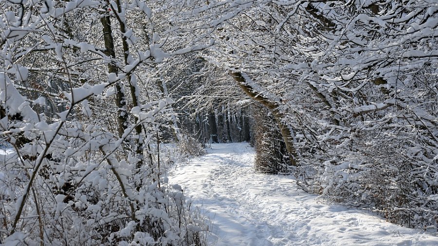 vinter gråsten skov